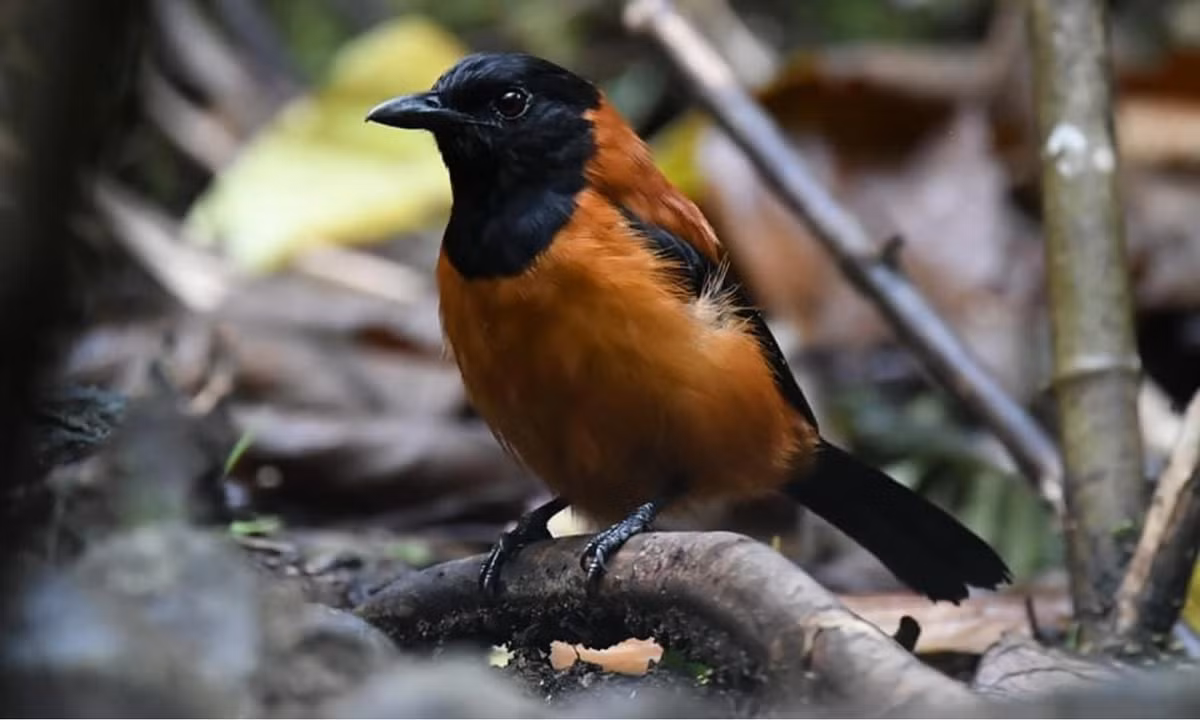 Lý do tại sao pitohui lại có độc vẫn chưa được xác định. (Nguồn: Genk)