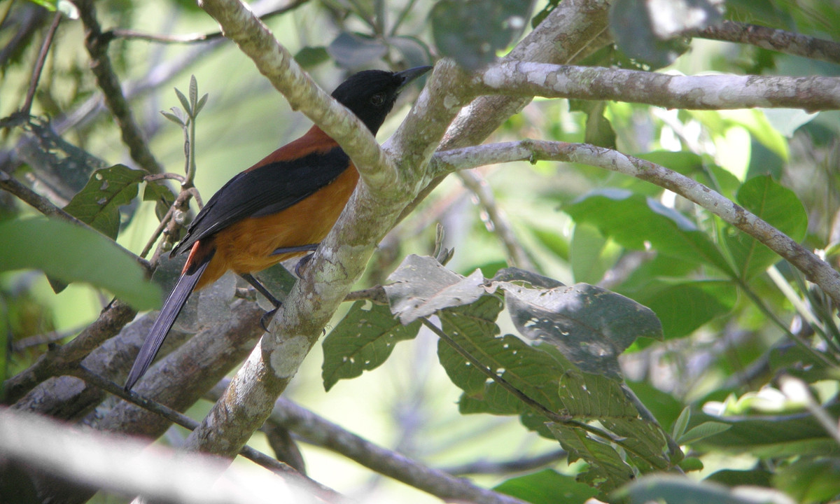 Năm 1990, nhà điểu học Jack Dumbacher đang ở trên đảo Thái Bình Dương để tìm kiếm loài chim thiên đường. Anh ta đã giăng những tấm lưới sương mù mỏng manh giữa những cái cây để bắt chúng và kết quả là bắt được một số con chim pitohui trong đó. (Nguồn: Wikipedia)