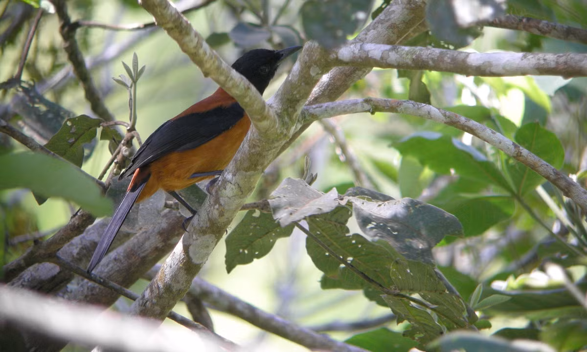 Năm 1990, nhà điểu học Jack Dumbacher đang ở trên đảo Thái Bình Dương để tìm kiếm loài chim thiên đường. Anh ta đã giăng những tấm lưới sương mù mỏng manh giữa những cái cây để bắt chúng và kết quả là bắt được một số con chim pitohui trong đó. (Nguồn: Wikipedia)