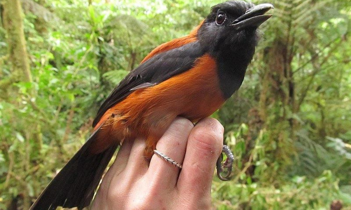 Khi anh cố gắng lấy những con chim ra khỏi bẫy, chúng cào và cắn ngón tay anh, và theo bản năng, anh đưa tay vào miệng để xoa dịu cơn đau. Gần như ngay lập tức, Dumbacher cảm thấy môi và lưỡi của mình tê dại. (Nguồn: Genk)