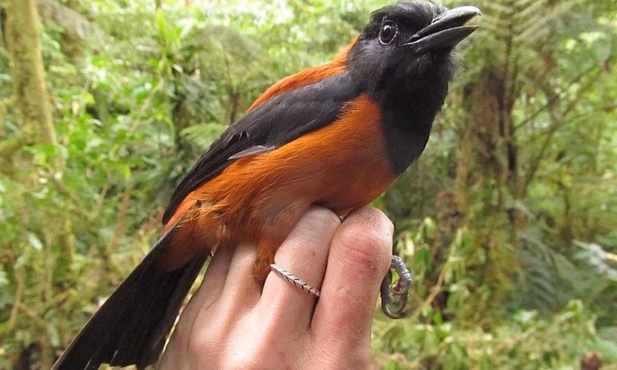 Khi anh cố gắng lấy những con chim ra khỏi bẫy, chúng cào và cắn ngón tay anh, và theo bản năng, anh đưa tay vào miệng để xoa dịu cơn đau. Gần như ngay lập tức, Dumbacher cảm thấy môi và lưỡi của mình tê dại. (Nguồn: Genk)