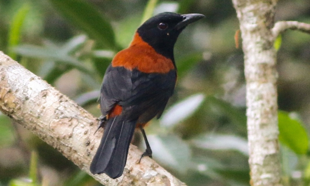 Sau đó, nghi ngờ rằng các triệu chứng kỳ lạ này là do con chim gây ra, anh ta đã lấy một chiếc lông pitohui và cho nó vào miệng. Cảm giác tê và đau sau đó nhanh chóng quay trở lại. (Nguồn: eBird)