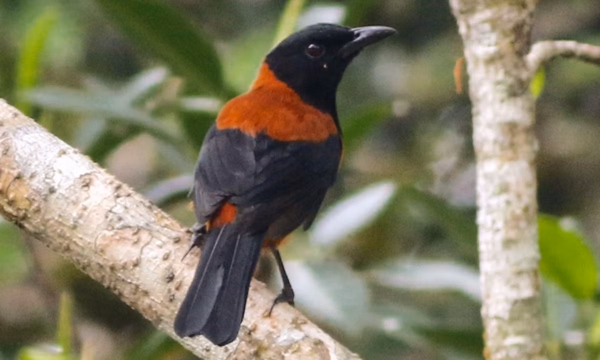 Sau đó, nghi ngờ rằng các triệu chứng kỳ lạ này là do con chim gây ra, anh ta đã lấy một chiếc lông pitohui và cho nó vào miệng. Cảm giác tê và đau sau đó nhanh chóng quay trở lại. (Nguồn: eBird)