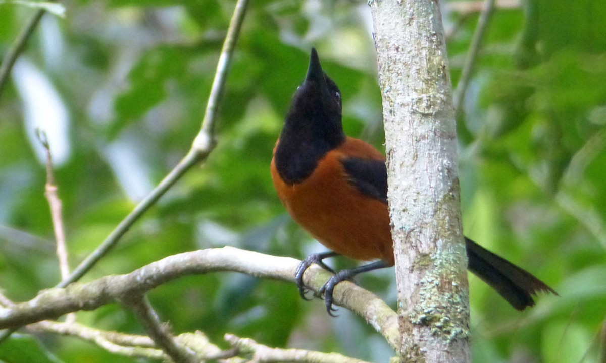 Trong những năm 1960, ông đã xác định batrachotoxin là độc tố trong loài ếch phi tiêu độc ở Colombia, và sau đó ông cũng đã tìm thấy cùng một họ độc tố trong lông của loài pitohui. (Nguồn: Flickr)