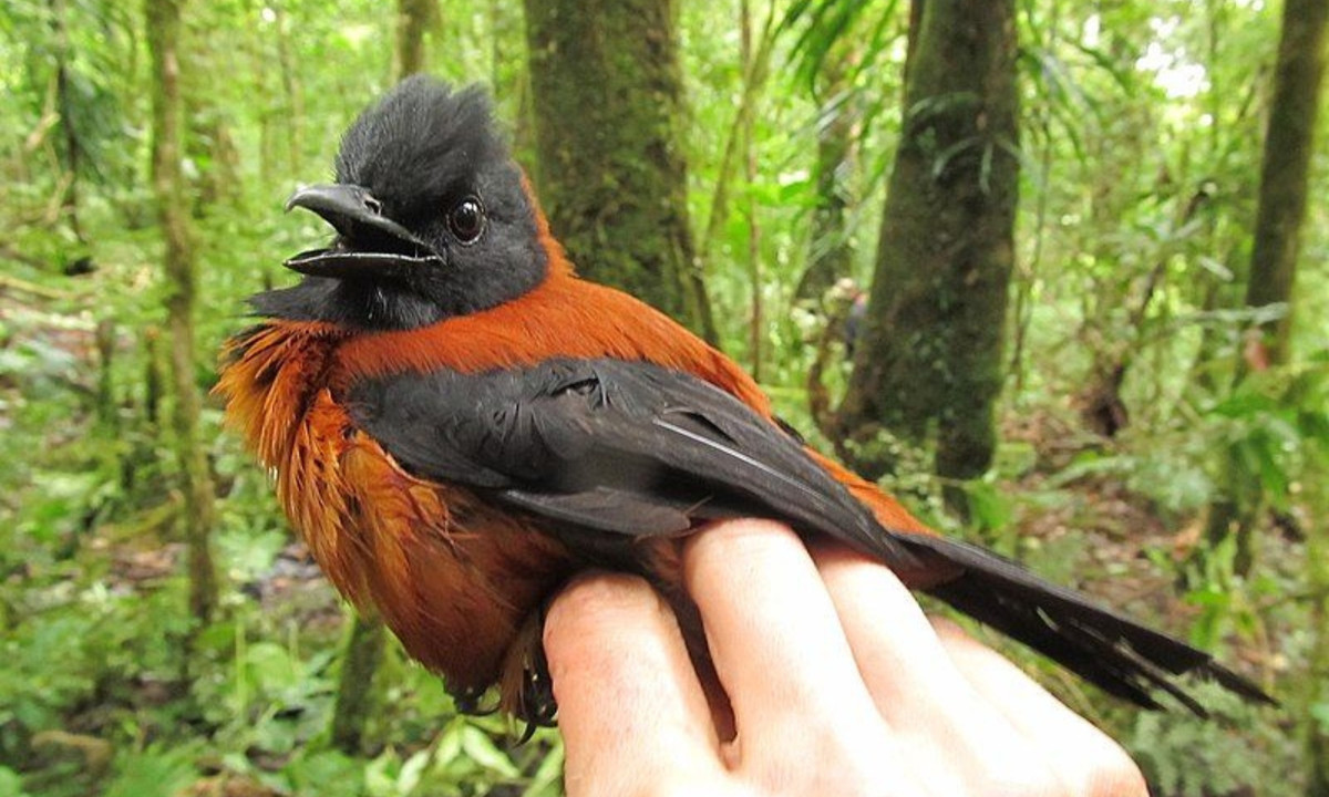 Nghiên cứu sau đó cho thấy rằng những con chim pitohui lưu trữ chất độc cả trong da và lông, cũng như trong xương và các cơ quan nội tạng của chúng, mặc dù ở nồng độ thấp hơn đáng kể khi so với loài ếch độc. (Nguồn: IDN Times)