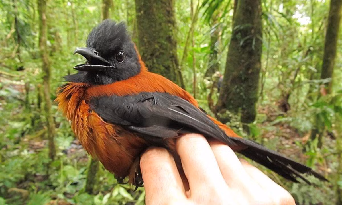 Nghiên cứu sau đó cho thấy rằng những con chim pitohui lưu trữ chất độc cả trong da và lông, cũng như trong xương và các cơ quan nội tạng của chúng, mặc dù ở nồng độ thấp hơn đáng kể khi so với loài ếch độc. (Nguồn: IDN Times)