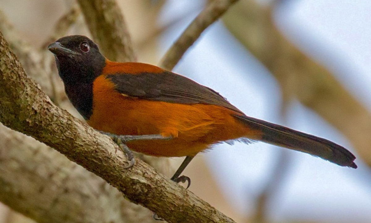 Loại chim này được tìm thấy ở New Guinea, thuộc họ chim Pacycephalidae. Chúng có bộ lông với màu sắc sặc sỡ và là loài ăn tạp. Ở đây, người ta gọi chúng là loài chim “rác” vì thứ mùi hôi đặc trưng trên người. Ăn thịt chim này có vị đắng khó chịu và có thể gây bệnh. (Nguồn: eBird)