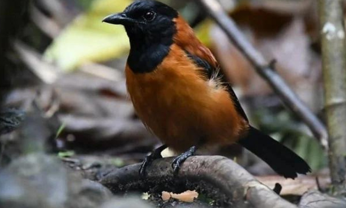 Vì muốn tìm hiểu thêm về những con chim pitohui và chất độc của chúng, Jack Dumbacher đã gửi một số lông vũ của loài này cho John W. Daly tại Viện Y tế Quốc gia, người là nhà khoa học hàng đầu thế giới về độc tố tự nhiên. (Nguồn: Viva)