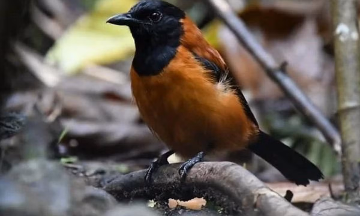 Vì muốn tìm hiểu thêm về những con chim pitohui và chất độc của chúng, Jack Dumbacher đã gửi một số lông vũ của loài này cho John W. Daly tại Viện Y tế Quốc gia, người là nhà khoa học hàng đầu thế giới về độc tố tự nhiên. (Nguồn: Viva)