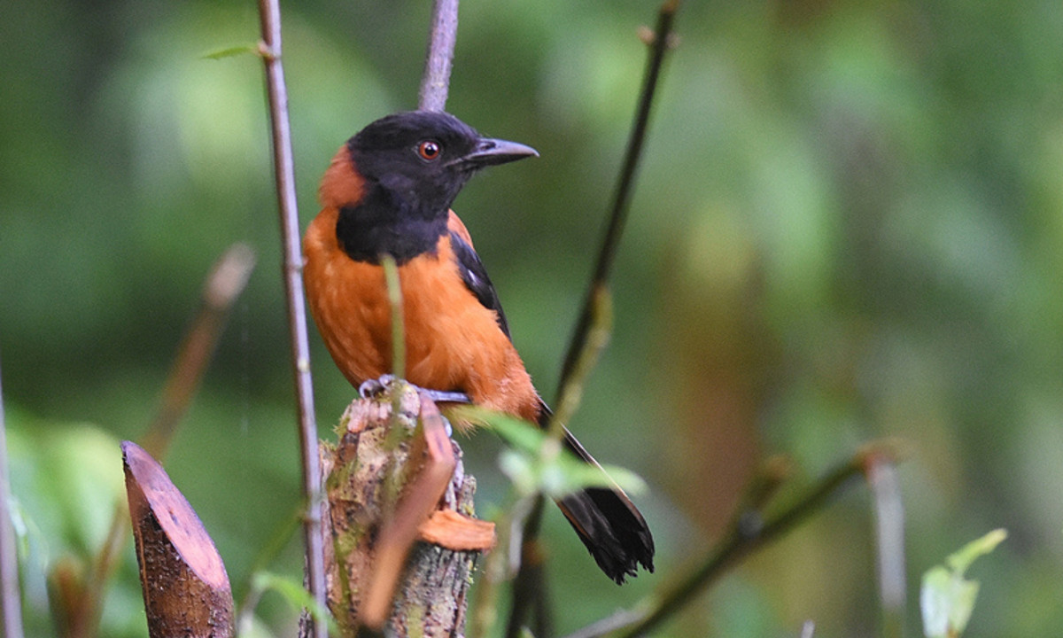 Trong cùng năm mà Jack Dumbacher thực hiện khám phá tình cờ của mình, các nhà khoa học khác cũng chuẩn bị tiến hàng nghiên cứu về loài chim độc đáo này sau khi trải qua cảm giác tê và bỏng rát khi chạm vào lông của chúng. (Nguồn: Observation.org)