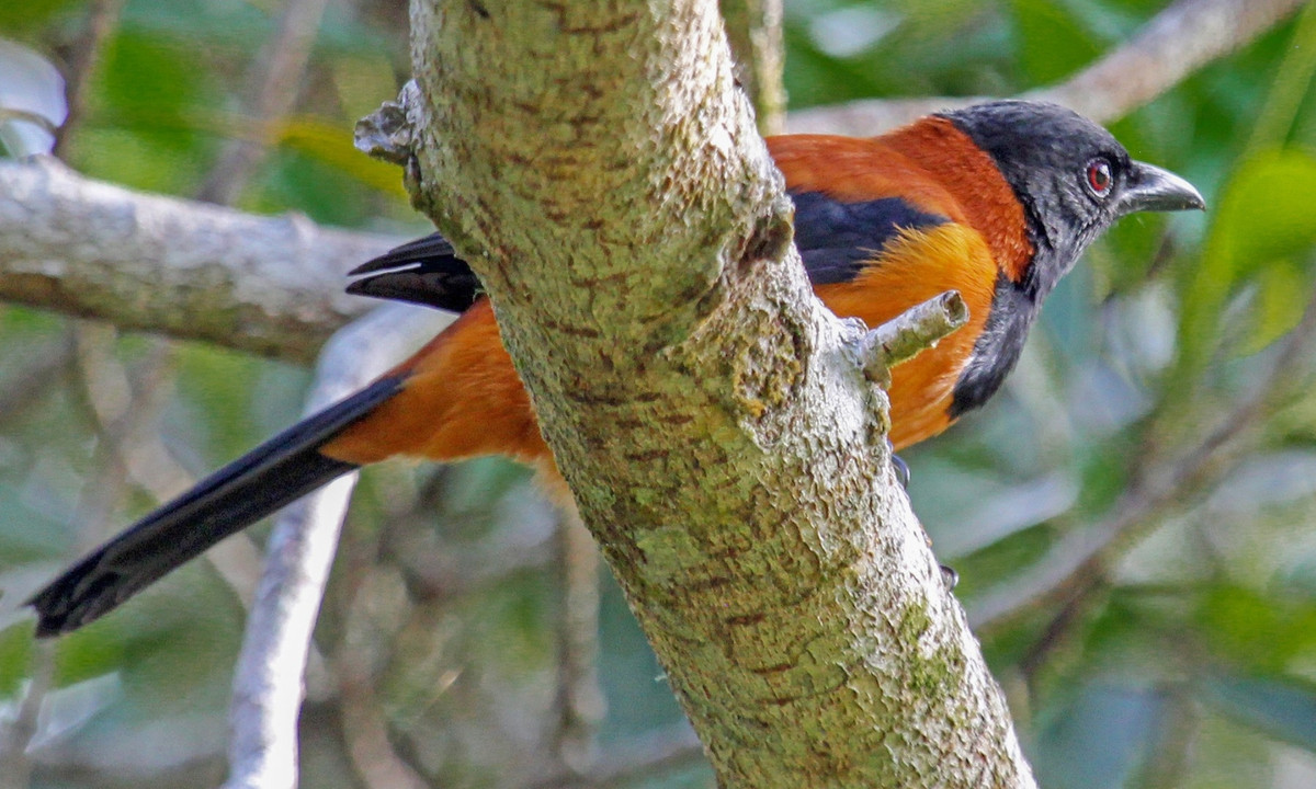 Đây là loài chim đầu tiên được giới khoa học phát hiện là mang trong mình loại độc batrachotoxin (khiến người gặp nạn tê liệt, chảy máu nội bộ, các cơ quan bị huỷ hoại và chết dần chết mòn). (Nguồn: eBird)