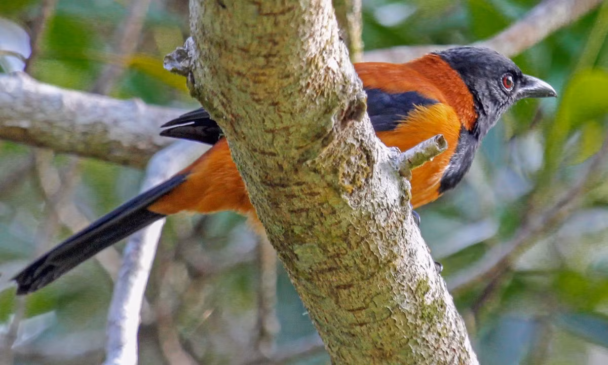 Đây là loài chim đầu tiên được giới khoa học phát hiện là mang trong mình loại độc batrachotoxin (khiến người gặp nạn tê liệt, chảy máu nội bộ, các cơ quan bị huỷ hoại và chết dần chết mòn). (Nguồn: eBird)