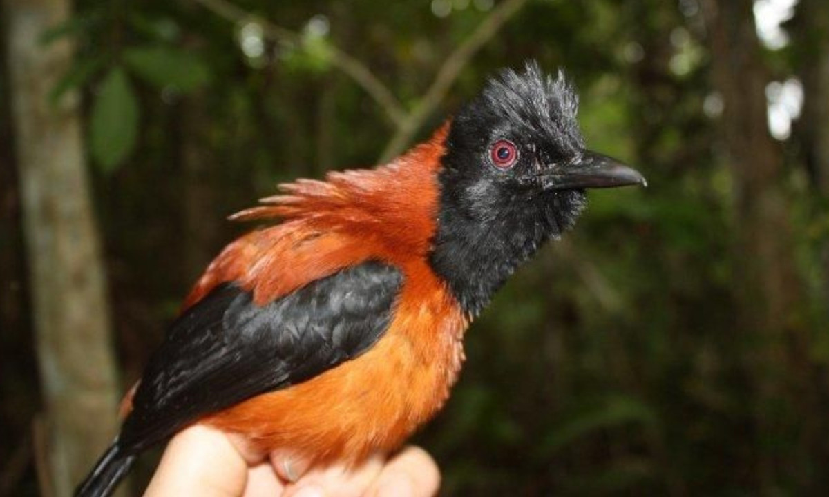 Thực tế là chất độc này được tìm thấy trong hệ thống nội tạng của chim và cho thấy chúng không nhạy cảm với nó. Điều thú vị là nồng độ batrachotoxin thay đổi rất nhiều theo từng cá thể, cũng như theo vùng địa lý. (Nguồn: Sonora.id)