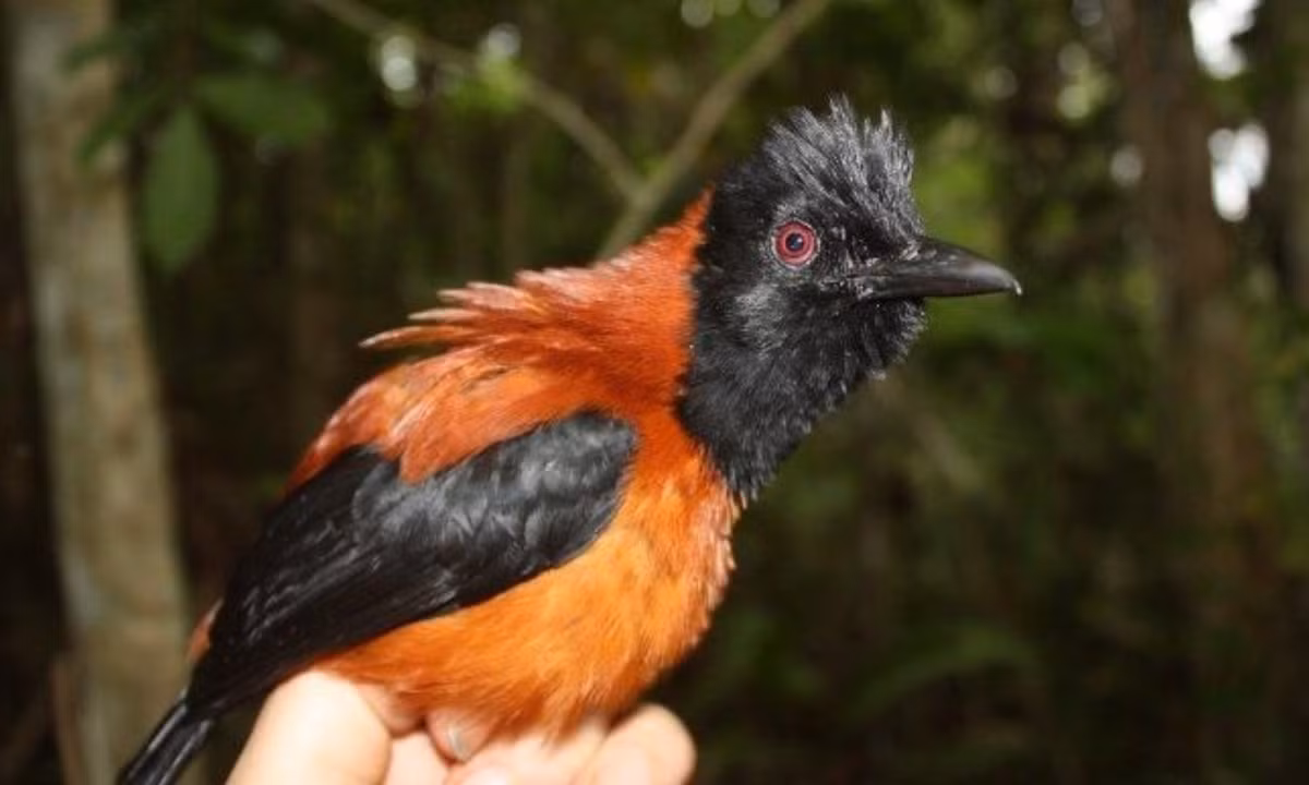 Thực tế là chất độc này được tìm thấy trong hệ thống nội tạng của chim và cho thấy chúng không nhạy cảm với nó. Điều thú vị là nồng độ batrachotoxin thay đổi rất nhiều theo từng cá thể, cũng như theo vùng địa lý. (Nguồn: Sonora.id)