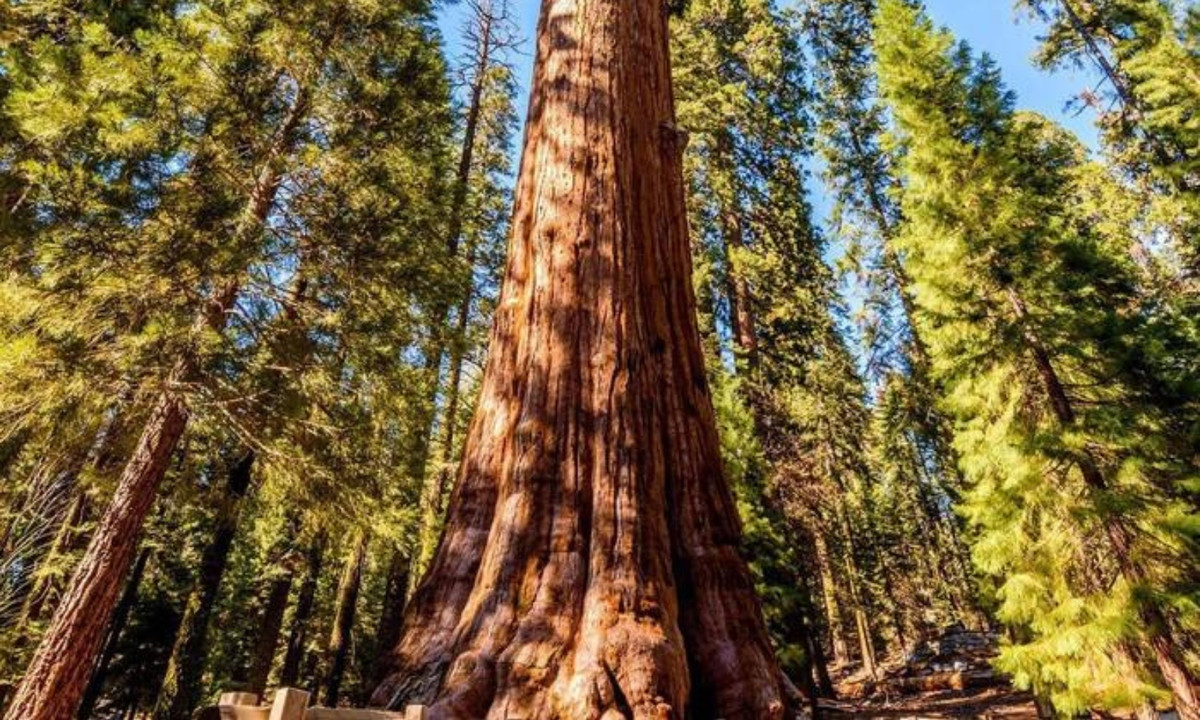 Cây cao gần 100m với chu vi thân khoảng 32m, đường kính tối đa 11,1m và nặng đến 2000 tấn. Vì vậy, nó nằm số những loài cây to nhất thế giới. Loài cây này có sức sống cao bởi cấu tạo đặc biệt của bộ rễ và cấu tạo thân cành chứa nhiều kháng thể. (Nguồn: Expedia)