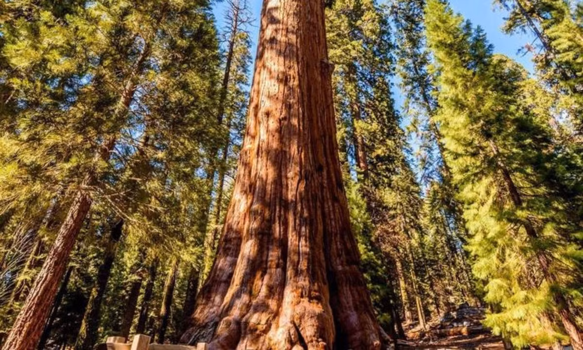 Cây cao gần 100m với chu vi thân khoảng 32m, đường kính tối đa 11,1m và nặng đến 2000 tấn. Vì vậy, nó nằm số những loài cây to nhất thế giới. Loài cây này có sức sống cao bởi cấu tạo đặc biệt của bộ rễ và cấu tạo thân cành chứa nhiều kháng thể. (Nguồn: Expedia)