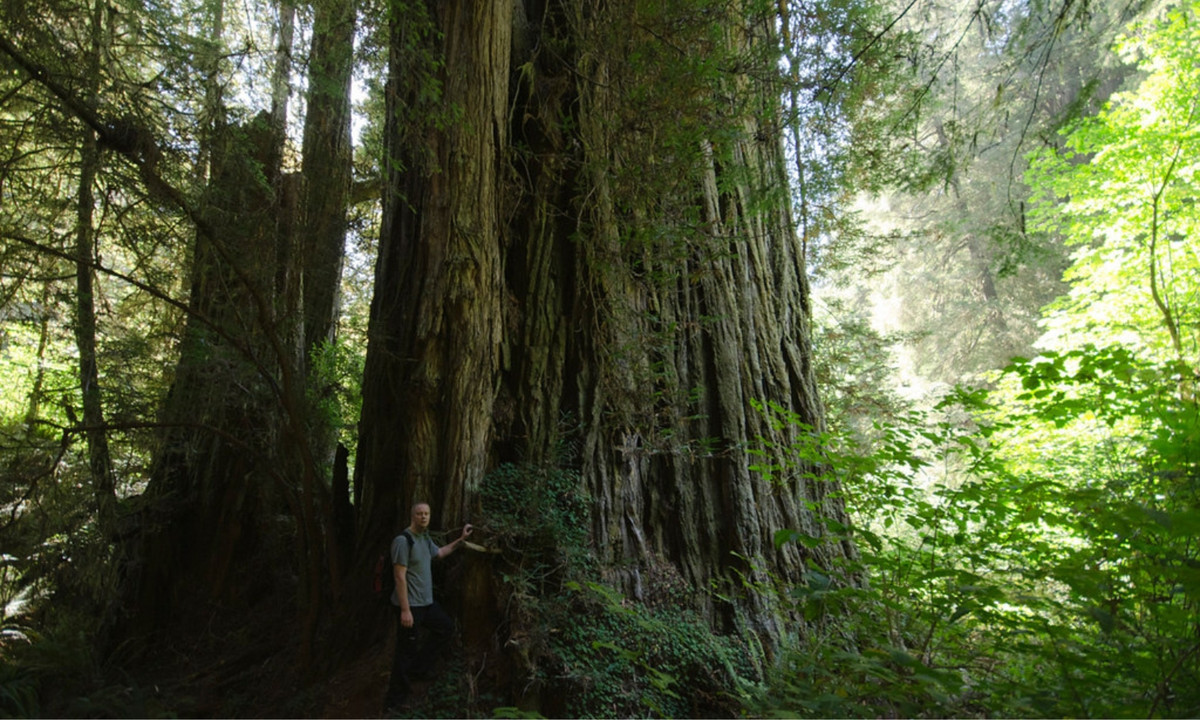 2. Cây bách gỗ đỏ Lost Monarch - 2000 năm tuổi: là cây to nhất về thể tích trên thế giới. Theo nghiên cứu của giới thực vật học, loài cây này đã có mặt ở bờ biển bắc California ít nhất 20 triệu năm. (Nguồn: Flickr)