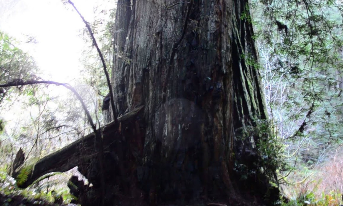 Lost Monarch thuộc loài bách hồng sâm hay tên thường gọi là cây gỗ đỏ, được cho là có liên quan chặt chẽ với loài Cự sam và Thủy tùng – loài thực vật bản địa ở Trung Quốc. Loài cây này có lớp vỏ bảo vệ dày và hàm lượng tanin cao vì vậy có khả năng kháng bệnh cao. (Nguồn: Youtube)