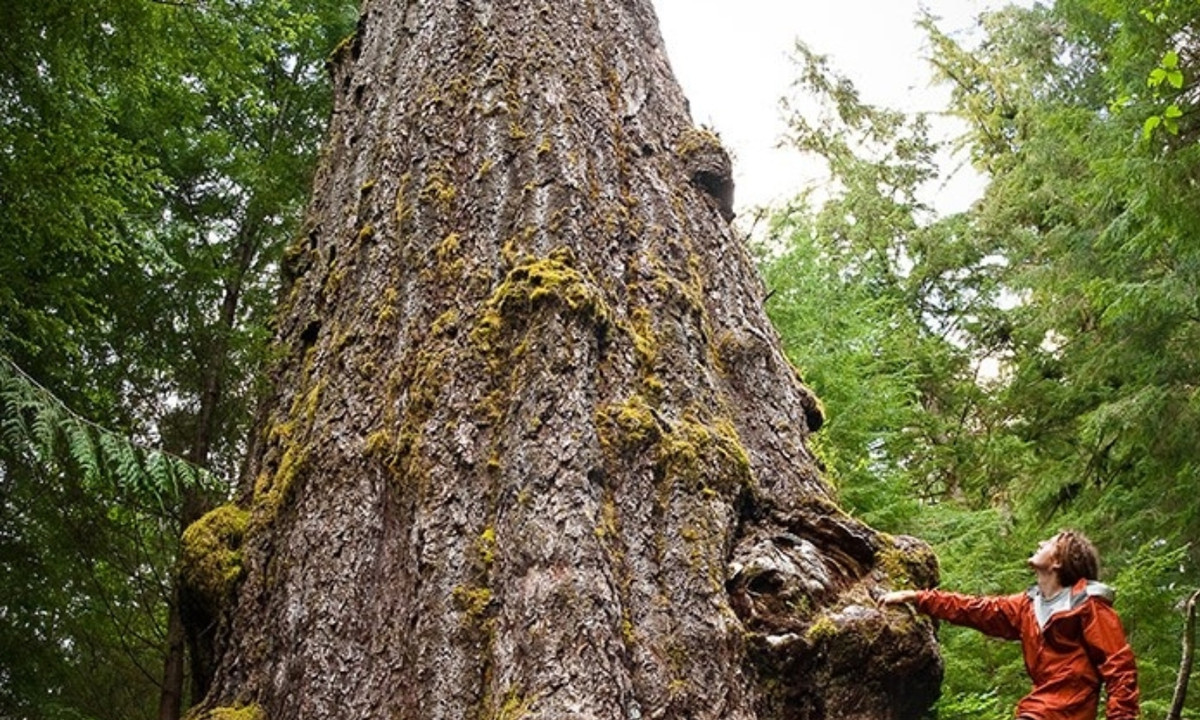 5. Cây linh sam Red Creek Fir - 1000 năm tuổi là một trong những loài cây xếp vào hàng to nhất trên thế giới và có tuổi thọ vào khoảng 750 – 1000 năm tuổi. Red Creek Fir là loài thuộc cây lá kim và có nguồn gốc từ miền Tây Bắc Mỹ. (Nguồn: VOH) 