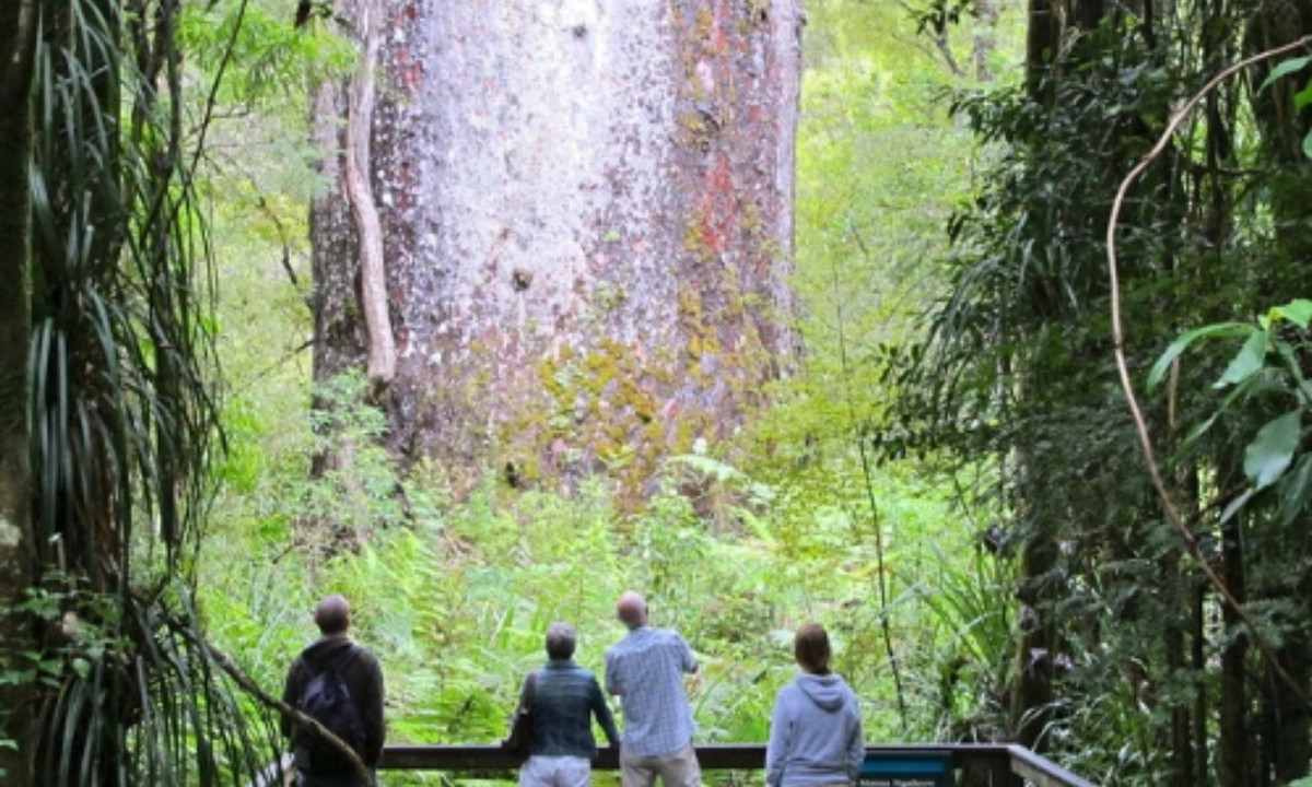 7. Cây thông Tane Mahuta (Waipoua Forest, New Zealand) - 2500 năm tuổi: cây thuộc vào hàng những loài cây có tuổi thọ cao trên thế giới với ước tính khoảng 1250 đến 2500 năm tuổi. Cây cao khoảng 52m, thể tích thân cây khoảng 245m3 với khối lượng lên đến 516m3. (Nguồn: VOH)