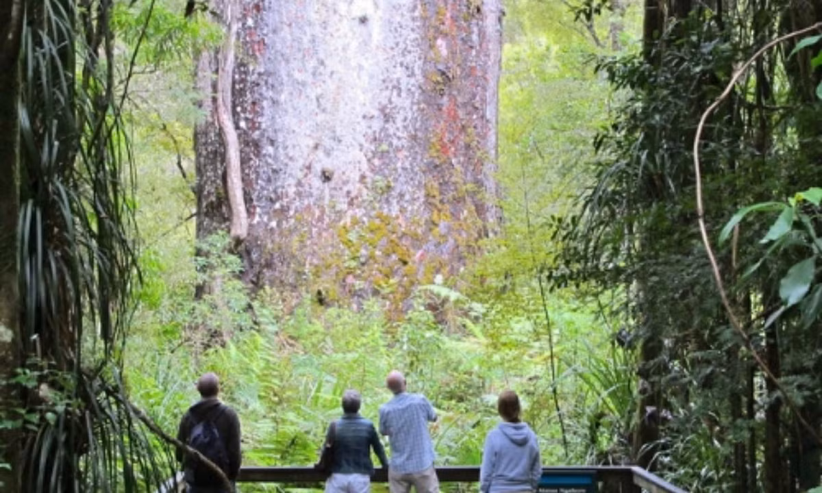 7. Cây thông Tane Mahuta (Waipoua Forest, New Zealand) - 2500 năm tuổi: cây thuộc vào hàng những loài cây có tuổi thọ cao trên thế giới với ước tính khoảng 1250 đến 2500 năm tuổi. Cây cao khoảng 52m, thể tích thân cây khoảng 245m3 với khối lượng lên đến 516m3. (Nguồn: VOH)