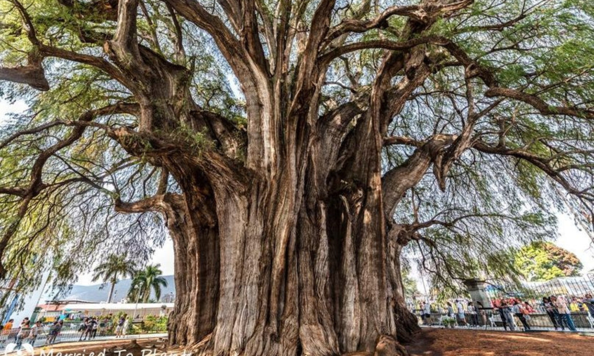 3. Cây bách Arbol del Tule - 1400 năm tuổi: là loài cây thuộc loài Bụt mọc Montezuma, nằm ở thị trấn Santa Maria del Tule, bang Oxaca mexico. Cây được được biết đến là một trong những loài to nhất thế giới. (Nguồn: Infornet - Vietnamnet) 