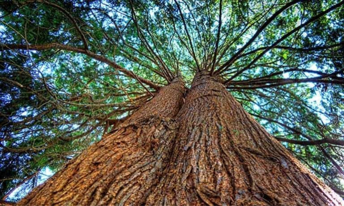 4. Cây tuyết tùng đỏ Quinault Lake Red Cedar (Washington, Mỹ) - 700 năm tuổi: loài cây này có nguồn gốc từ phía Tây dãy núi Himalaya và khu vực Địa Trung Hải. Cây cao 55m có có đường kính 6,04m với tổng khối lượng gỗ lên đến 500m3. (Nguồn: OECC) 