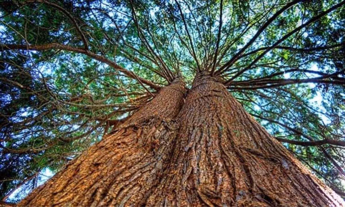 4. Cây tuyết tùng đỏ Quinault Lake Red Cedar (Washington, Mỹ) - 700 năm tuổi: loài cây này có nguồn gốc từ phía Tây dãy núi Himalaya và khu vực Địa Trung Hải. Cây cao 55m có có đường kính 6,04m với tổng khối lượng gỗ lên đến 500m3. (Nguồn: OECC) 