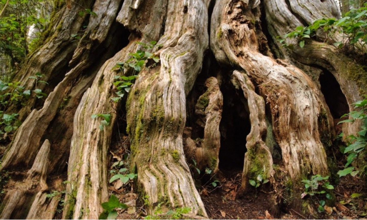 Cây cao khoảng từ 30 – 40m và đặc biệt có đường kính thân cây lớn nhất – 11,42m. Cây có tuổi thọ 1400 năm và khối lượng 750m3. Bởi đường kính quá lớn nên ban đầu nhiều người cho rằng cây do nhiều cây gộp lại mà thành. Nhưng sau này nhờ các xét nghiệm ADN, người ta đã chứng minh được đó là một cây. (Nguồn: VOH) 