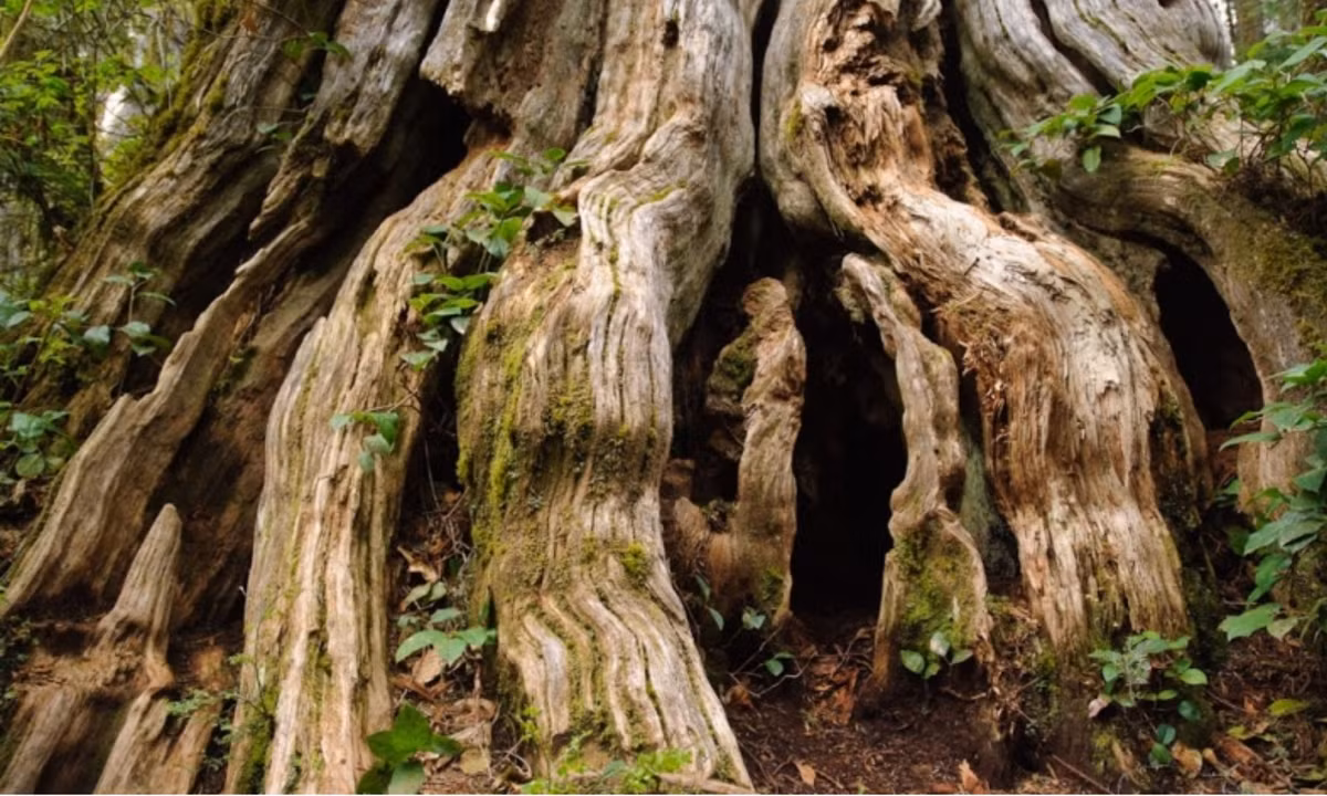 Cây cao khoảng từ 30 – 40m và đặc biệt có đường kính thân cây lớn nhất – 11,42m. Cây có tuổi thọ 1400 năm và khối lượng 750m3. Bởi đường kính quá lớn nên ban đầu nhiều người cho rằng cây do nhiều cây gộp lại mà thành. Nhưng sau này nhờ các xét nghiệm ADN, người ta đã chứng minh được đó là một cây. (Nguồn: VOH) 