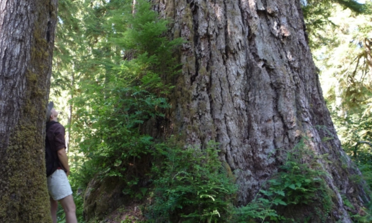 6. Cây tùng bách Queets River Spruce (Washington, Mỹ): là một trong những cây tùng bách lớn nhất trên thế giới với chiều cao đồ sộ lên đến 76m, thân cây to với đường kính thân 2m và khối lượng 337m3. Đặc biệt loại cây này thích hợp với khí hậu ôn đới hải dương và ẩm ướt của vùng Washington, Mỹ. (Nguồn: VOH)