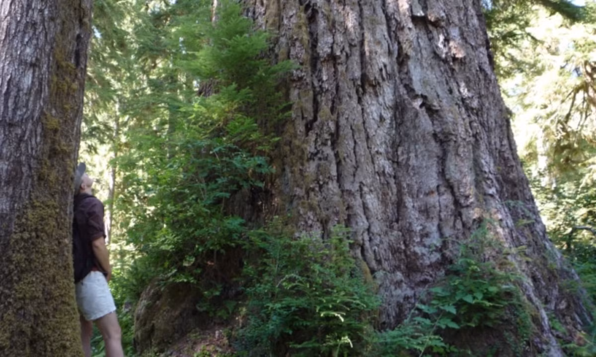 6. Cây tùng bách Queets River Spruce (Washington, Mỹ): là một trong những cây tùng bách lớn nhất trên thế giới với chiều cao đồ sộ lên đến 76m, thân cây to với đường kính thân 2m và khối lượng 337m3. Đặc biệt loại cây này thích hợp với khí hậu ôn đới hải dương và ẩm ướt của vùng Washington, Mỹ. (Nguồn: VOH)