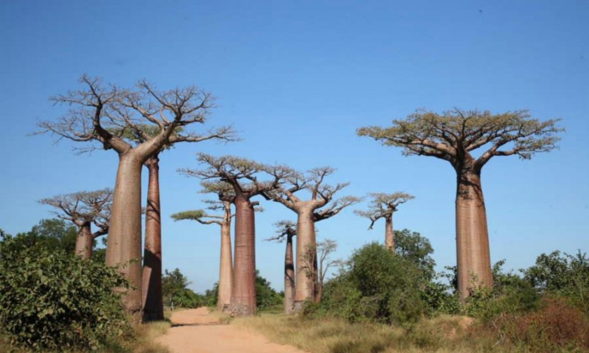 8. Cây bao báp - 2000 năm tuổi: có nguồn gốc từ châu Phi. Cây có chiều cao từ 5 - 30m với có tuổi thọ lên đến 2000 năm. Đây là loại cây to nhất trên thế giới bởi đường kính rộng nhất trong các loài cây với chu vi gốc cây khoảng 25 35m (có khi lên đến 50m). (Nguồn: VOH) 