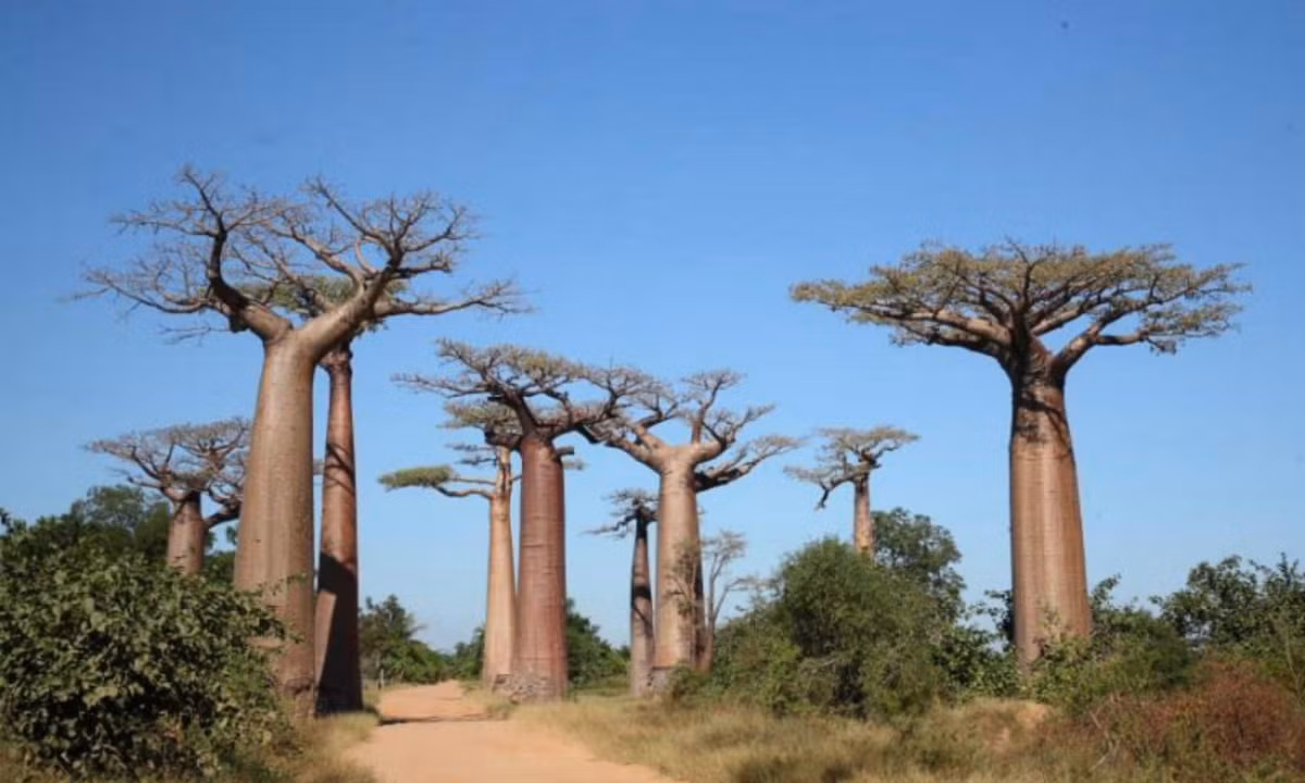 8. Cây bao báp - 2000 năm tuổi: có nguồn gốc từ châu Phi. Cây có chiều cao từ 5 - 30m với có tuổi thọ lên đến 2000 năm. Đây là loại cây to nhất trên thế giới bởi đường kính rộng nhất trong các loài cây với chu vi gốc cây khoảng 25 35m (có khi lên đến 50m). (Nguồn: VOH) 