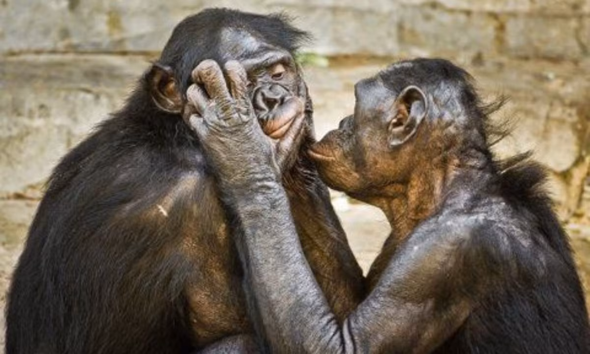 6. Sử dụng tình dục để xoa dịu căng thẳng: khỉ Bonobo hay còn được gọi là tinh tinh Pygmy được biết đến như một loài sở hữu "hành vi tình dục phi nhận thức". Chúng sử dụng việc giao phối như một cách để hóa giải căng thẳng trong cộng đồng. (Nguồn: Pinterest)