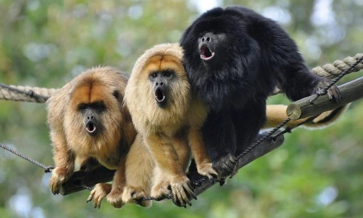 3. Rú rít để đánh giá đối thủ tiềm năng: loài khỉ rú sinh trưởng tự nhiên ở Trung và Nam Mỹ, chúng sử dụng tiếng kêu để bảo vệ lãnh địa. Tiếng rú của loài khỉ này có thể vang xa tới 5km. Phụ thuộc vào tiếng rú hồi đáp từ các cá thể khác, chúng sẽ quyết định xem liệu có muốn một trận đọ sức thực sự hay không. (Nguồn: Dân trí)