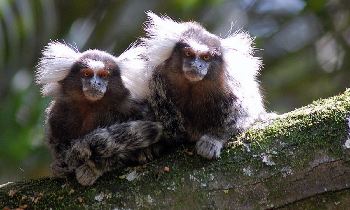 4. Ức chế sự rụng trứng của cá thể cái cùng loài: các cá thể cái thống lĩnh ở loài khỉ Tamarin và khỉ đuôi sóc sẽ ức chế sự rụng trứng ở những cá thể cái khác cùng loài. Đây là hành động xảy ra một cách tự nhiên thông qua sự giải phóng các hoóc môn ở cá thể cái chiếm ưu thế. (Nguồn: Vietnamnet)