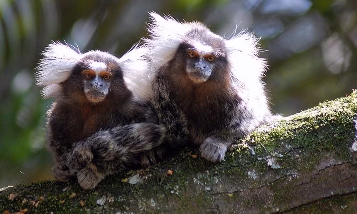 4. Ức chế sự rụng trứng của cá thể cái cùng loài: các cá thể cái thống lĩnh ở loài khỉ Tamarin và khỉ đuôi sóc sẽ ức chế sự rụng trứng ở những cá thể cái khác cùng loài. Đây là hành động xảy ra một cách tự nhiên thông qua sự giải phóng các hoóc môn ở cá thể cái chiếm ưu thế. (Nguồn: Vietnamnet)