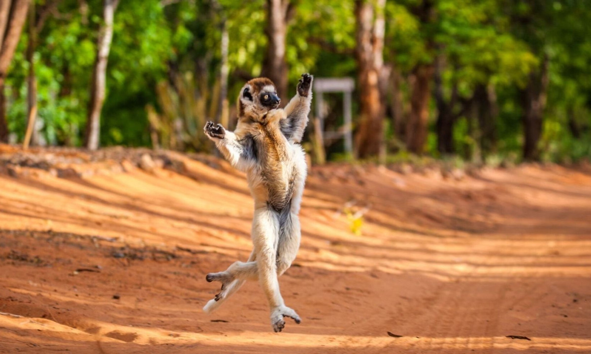 Vào những lúc phải tụt xuống mặt đất, Sifaka di chuyển theo kiểu "phi nước đại bằng 2 chân", trong đó các chi sau của chúng đi khệnh khạng còn các chi trước thì giơ lên cao trong không khí nhằm giữ thăng bằng. (Nguồn: HuffPost UK)