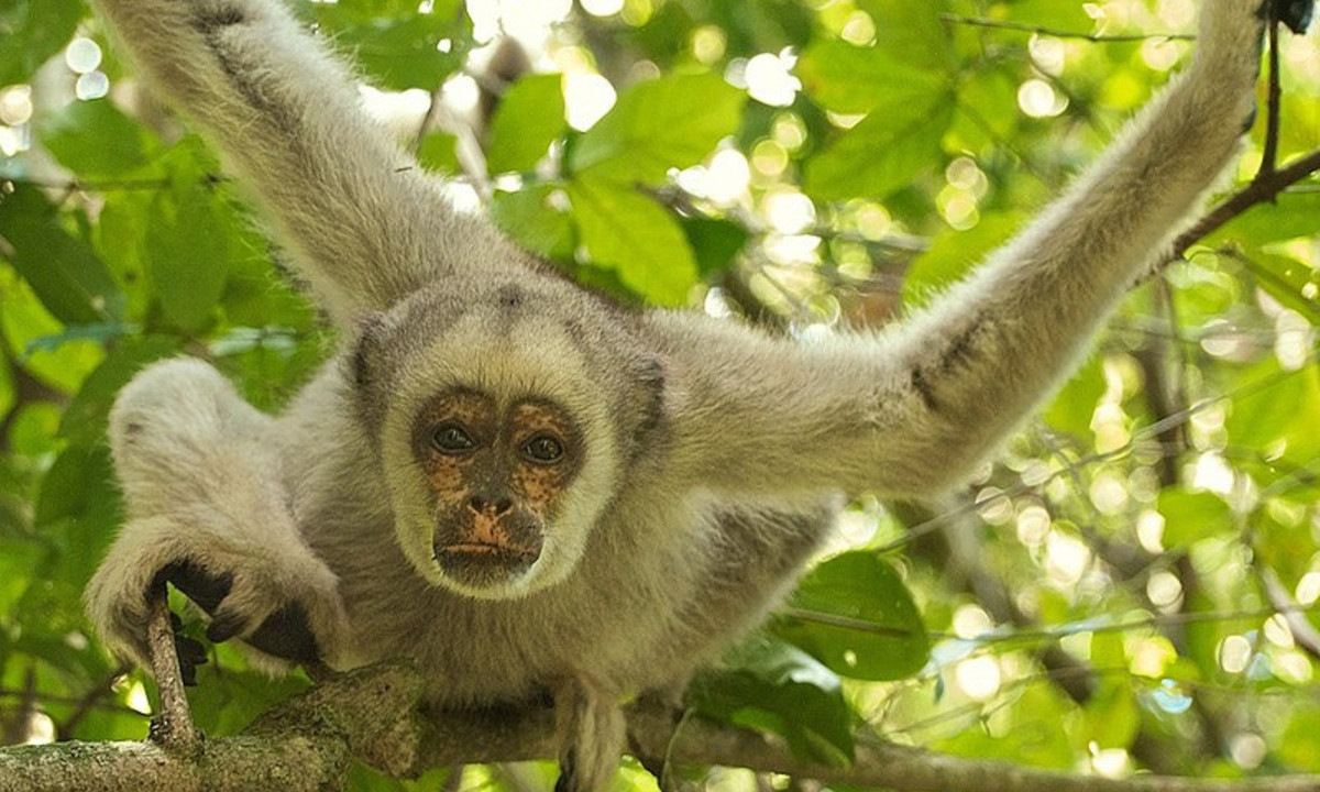 9. Phát triển mảng da trần trên đuôi như "chi thứ năm": trái ngược với quan niệm phổ biến lâu nay, chỉ có một vài giống khỉ được trời phú cho cái đuôi có khả năng cầm nắm vật. (Nguồn: Wikipedia)