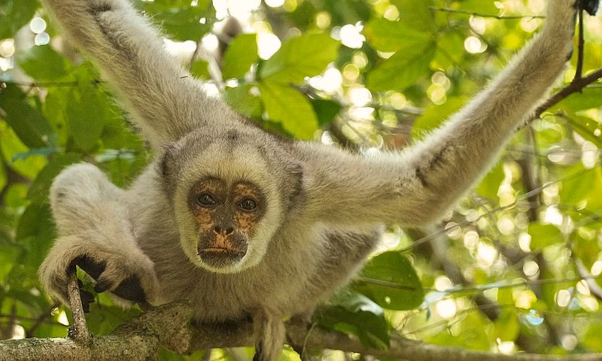9. Phát triển mảng da trần trên đuôi như "chi thứ năm": trái ngược với quan niệm phổ biến lâu nay, chỉ có một vài giống khỉ được trời phú cho cái đuôi có khả năng cầm nắm vật. (Nguồn: Wikipedia)