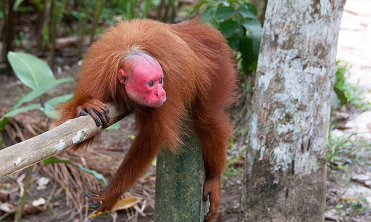 10. Tiến hóa mặt đỏ để hút bạn tình: khuôn mặt đỏ rực của khỉ hói Uakari có thể đóng vai trò như dấu hiệu bộc lộ tình trạng sức khỏe. Đó là công cụ giúp khỉ hói uacaris tiếp thị bản thân là khỏe mạnh trước các bạn tình tiềm năng. (Nguồn: ZOO Magazine)