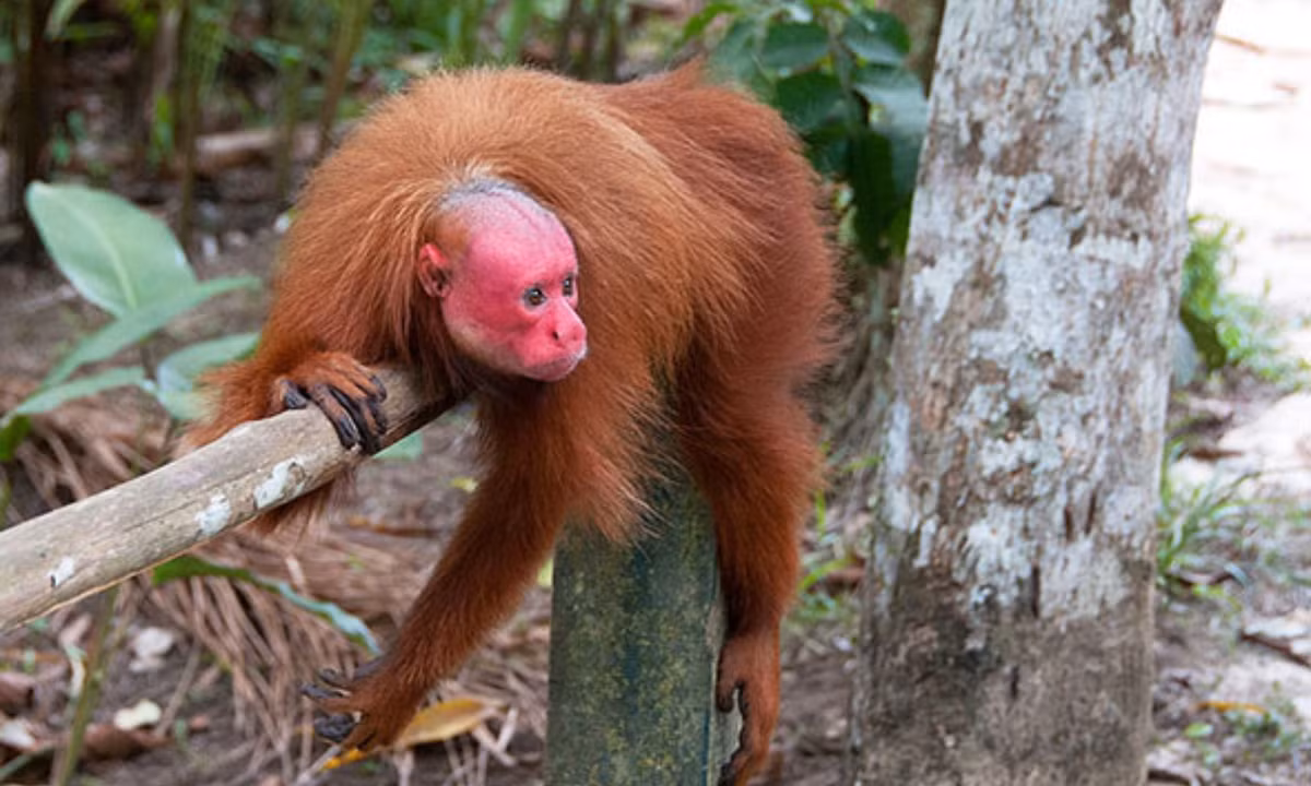 10. Tiến hóa mặt đỏ để hút bạn tình: khuôn mặt đỏ rực của khỉ hói Uakari có thể đóng vai trò như dấu hiệu bộc lộ tình trạng sức khỏe. Đó là công cụ giúp khỉ hói uacaris tiếp thị bản thân là khỏe mạnh trước các bạn tình tiềm năng. (Nguồn: ZOO Magazine)