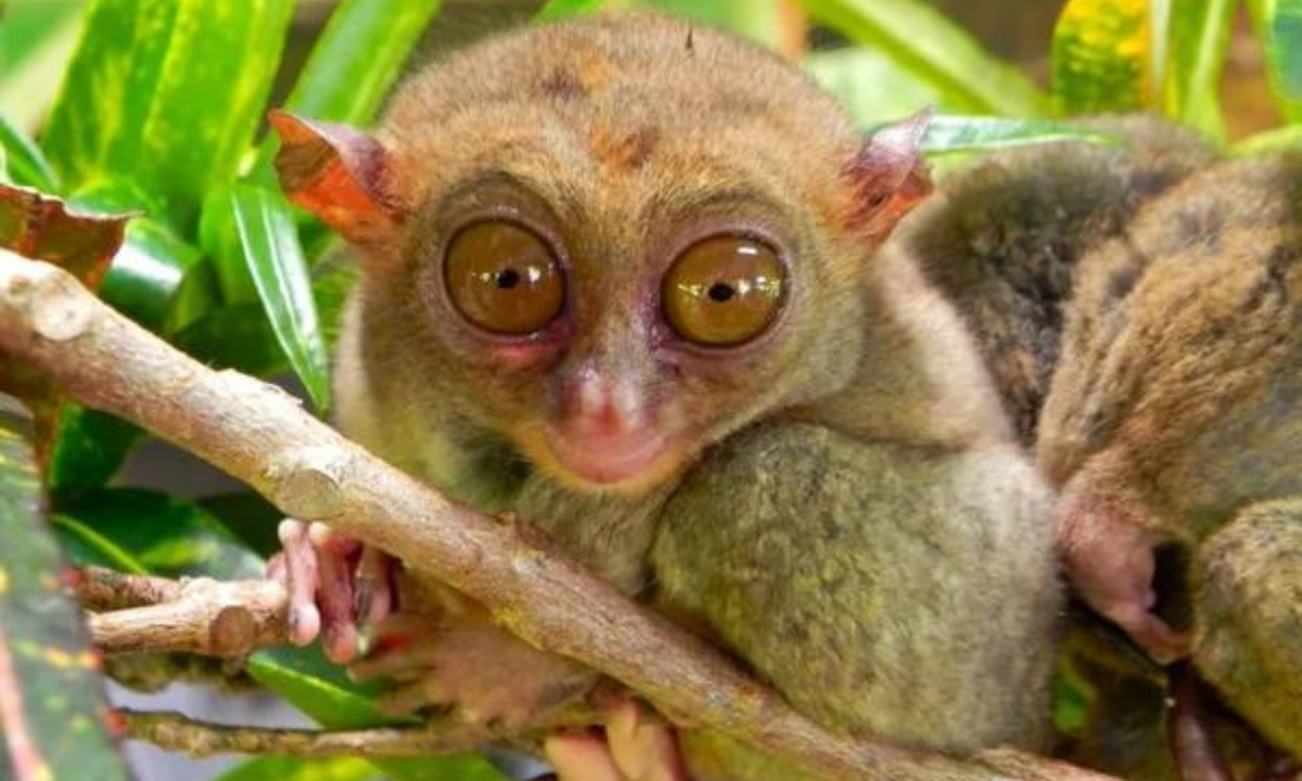 5. Sở hữu mắt to bằng não: loài khỉ Tarsier, có nguồn gốc từ Đông Nam Á, nhiều khả năng sở hữu diện mạo giống sinh vật ngoài hành tinh nhất. Mắt của chúng rất to. Các mắt của khỉ Tarsier cố định trong hốc mắt, đồng nghĩa với việc chúng phải xoay đầu để nhìn xung quanh mình. (Nguồn: Kenh14)