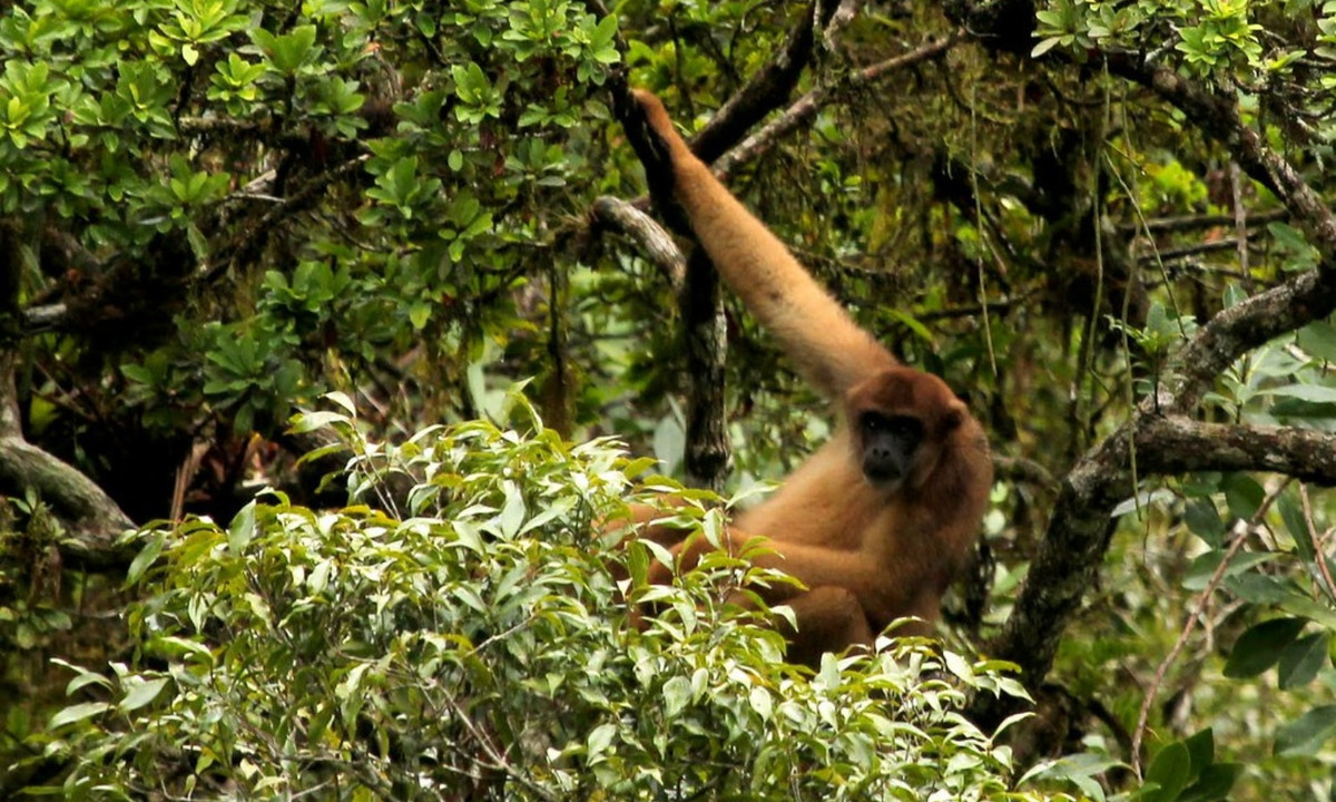 Khỉ nhện, khỉ rú, khỉ len và Muriqui thay vào đó lại có các mảng da trần trên đuôi, giúp chúng bám chắc vào cây cối, cầm nắm vật và nhìn chung sử dụng như "chi thứ năm". (Nguồn: Flickr)