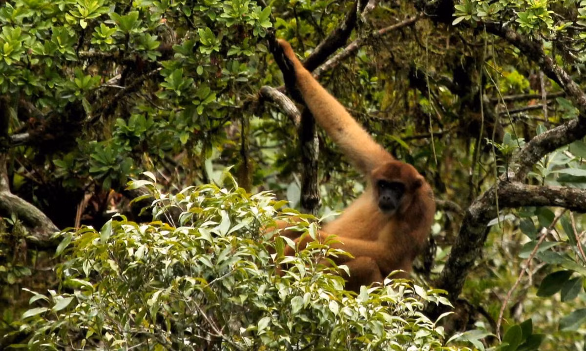 Khỉ nhện, khỉ rú, khỉ len và Muriqui thay vào đó lại có các mảng da trần trên đuôi, giúp chúng bám chắc vào cây cối, cầm nắm vật và nhìn chung sử dụng như "chi thứ năm". (Nguồn: Flickr)