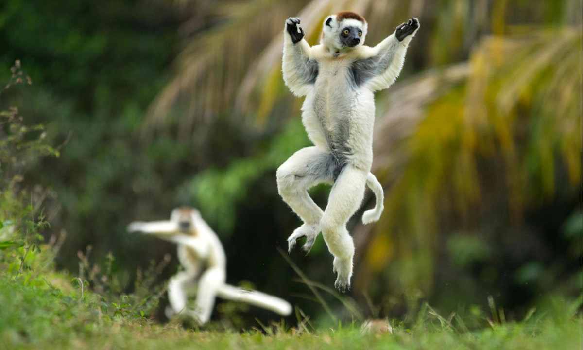 8. "Khiêu vũ" bằng hai chân khi di chuyển trên mặt đất: Sifaka, loài vượn cáo to lớn ở Madagascar, dành phần lớn thời gian của chúng trên cây. Các động vật linh trưởng này thường di chuyển bằng cách bật nhảy giữa các cành cây và thân cây. (Nguồn: NRDC)