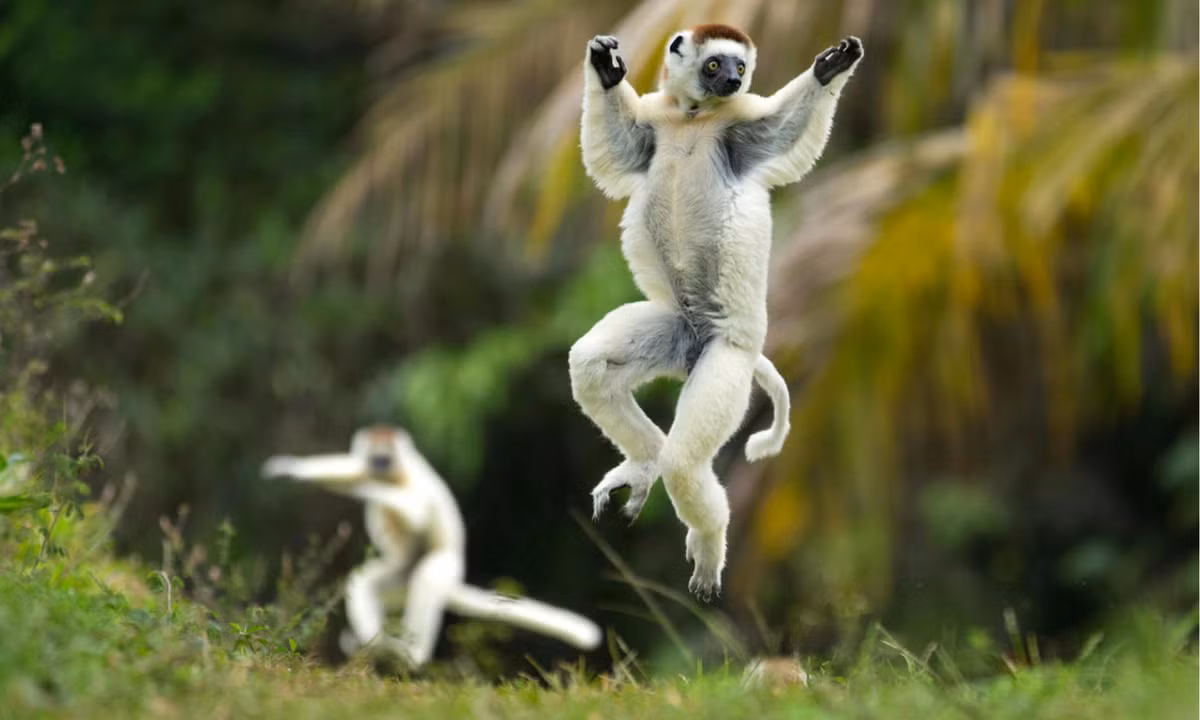 8. "Khiêu vũ" bằng hai chân khi di chuyển trên mặt đất: Sifaka, loài vượn cáo to lớn ở Madagascar, dành phần lớn thời gian của chúng trên cây. Các động vật linh trưởng này thường di chuyển bằng cách bật nhảy giữa các cành cây và thân cây. (Nguồn: NRDC)