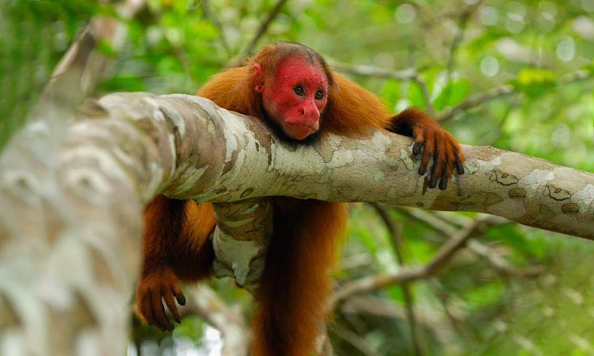 7. Thụ phấn cho cây cối: một số loài khỉ Uakari và Tamarin gần như sống dựa hoàn toàn vào mật hoa nếu xung quanh chúng không có trái cây. Và khi chúng trích rút mật hoa từ những cây này, lông của những con khỉ sẽ dính phấn hoa và giúp cây nảy mầm ở các môi trường sống mới. (Nguồn: VnExpress)