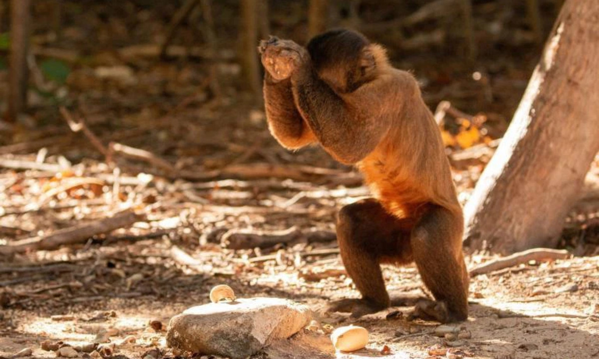 2. Dùng đá bằng nửa trọng lượng cơ thể để đập vỡ thức ăn: ở Brazil, loài khỉ Capuchin có râu thường đặt trái cọ lên một phiến đá lớn, bằng phẳng và sử dụng một hòn đá nhỏ hơn, có thể nặng bằng 1/3 – ½ trọng lượng cơ thể chúng – để đập nát lớp vỏ ngoài của trái cọ. (Nguồn: Genk)